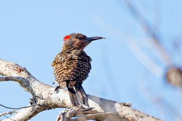 A northern flicker (Colaptes auratus) sticking out its tongue at Lake June-in-Winter Scrub State Park in central Florida