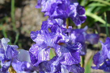 Border Bearded Iris lower - Latin name - Iris Batik