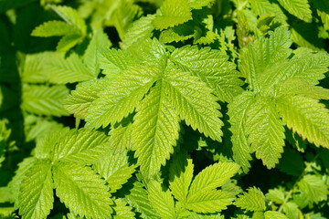 Common agrimony leaves - Latin name - Agrimonia eupatoria