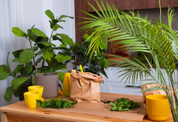Home gardening background, replanting plants and herbs in a beautiful apartment during a sunny...