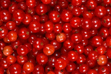 A vibrant, high-angle close-up showcases a plentiful, natural pile of freshly harvested red...