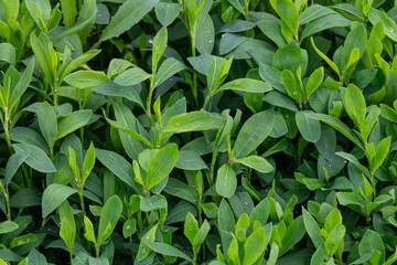 Common Knotgrass grows abundantly in a lush green patch showcasing its low-growing herbaceous form...