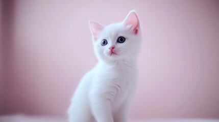 A cute white kitten with striking blue eyes poses against a soft pink background, perfect for conveying warmth and playfulness in pet-related marketing, greeting cards, or social media content,