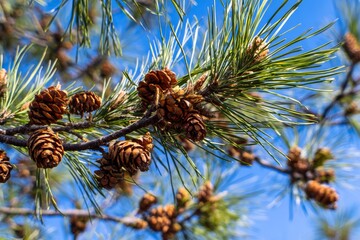 pine cones on a tree. a branch of a pine tree with cones on it. a tree filled with lots of green leaves