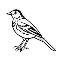 Fototapeta premium A pipit bird line art vector illustration.