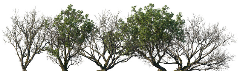 Set of  Populus and Quercus trees in moss isolated png on a transparent background perfectly cutout
