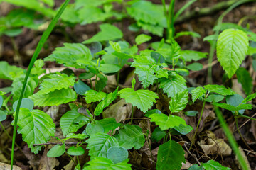 European Hornbeam Carpinus betulus germinated seed showcasing cotyledons and radicle among lush foliage