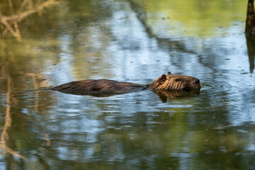 A european beaver (Castor fiber) glides through calm waters of a pond, reflecting the sunlight and...