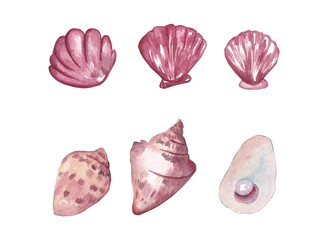 Pink shells and starfish in a simple watercolor style on white Pink shells and starfish