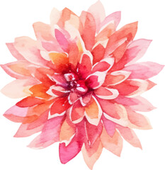 Watercolor painted dahlia flower. Hand drawn design element isolated on white background.