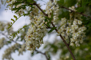 Blooming black locust tree showcasing fragrant white flowers in a natural setting at mid springtime