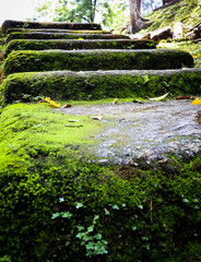 stone staircase cover by moss in rain forest park