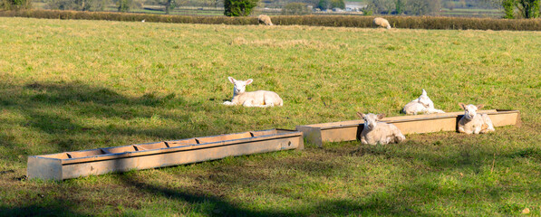 Lambs in spring sunshine, South Gloucestershire, England, United Kingdom