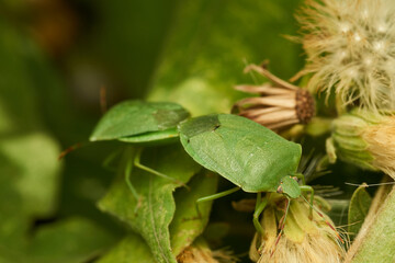 Insects mating captured in natural light