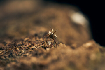 Insect resting peacefully in natural environment