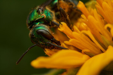 closeup of augochlorini bee on blossom