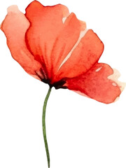 Vector watercolor painted poppy flower. Hand drawn design element isolated on white background.
