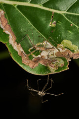 Insect resting peacefully in natural environment