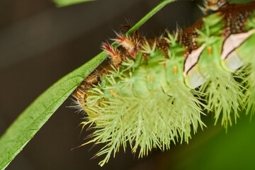 Green caterpillar resting on fresh leaf