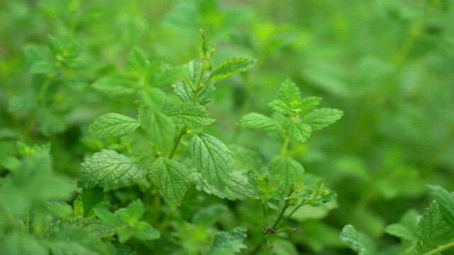 Discover the calming essence of fresh lemon balm leaves in this captivating footage. Ideal for brewing soothing teas, these vibrant herbs highlight the benefits of natural remedies and relaxation