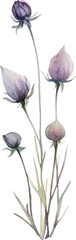 Vector Watercolor painted flower. Hand drawn flower design elements isolated on white background.