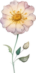 Vector Watercolor painted flower. Hand drawn flower design elements isolated on white background.
