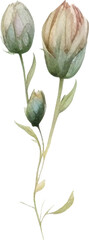 Vector Watercolor painted flower. Hand drawn flower design elements isolated on white background.