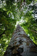 tall tree in the rain forest park