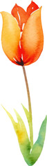 Vector watercolor painted tulip flower. Hand drawn design element isolated on white background.