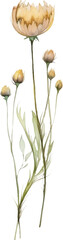 Vector Watercolor painted flower. Hand drawn flower design elements isolated on white background.
