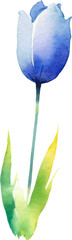 Vector watercolor painted tulip flower. Hand drawn design element isolated on white background.