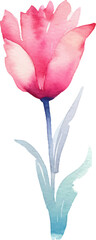 Vector watercolor painted tulip flower. Hand drawn design element isolated on white background.