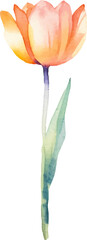 Vector watercolor painted tulip flower. Hand drawn design element isolated on white background.