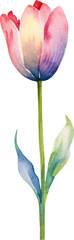 Vector watercolor painted tulip flower. Hand drawn design element isolated on white background.