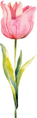 Vector watercolor painted tulip flower. Hand drawn design element isolated on white background.