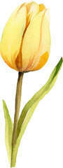 Vector watercolor painted tulip flower. Hand drawn design element isolated on white background.