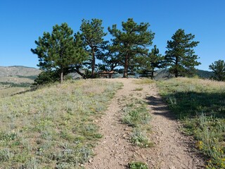 Summit of Bald Mountain with Ponderosa Pines in Summer, Boulder, Colorado