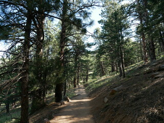 Forest Path on Bald Mountain in Summer, Boulder, Colorado