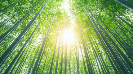 Tall bamboo stalks stretch skyward with sunlight filtering through vibrant green leaves in a serene forest setting.