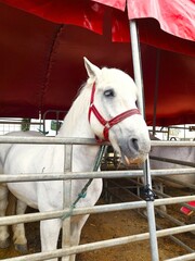 A white, saddled horse stands behind the metal railings in a traveling circus.