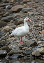 Fototapeta premium 白鳥優雅に立つ石浜風景 静かに佇む鳥