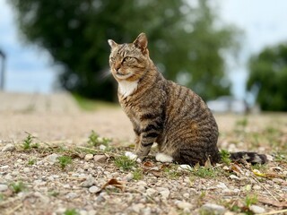 Tabby cat with white paws sitting calmly on a gravel path, surrounded by nature. Soft summer light and a blurred background create a peaceful countryside scene.