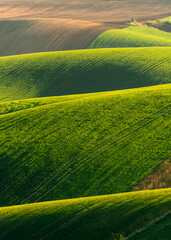 Obraz premium Rolling Green Hills with Crops