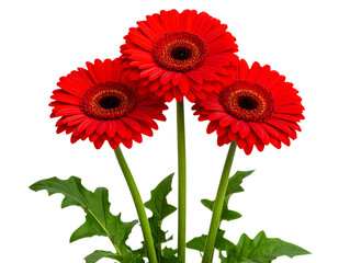 3 red gerbera daisies with long stems and green leaves on an isolated transparent background