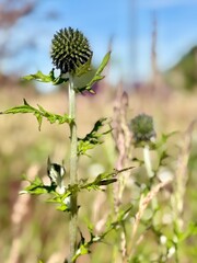 Close-up of a young globe thistle (Echinops) plant with spiky green flower head and deeply lobed leaves, photographed in a sunny summer meadow.