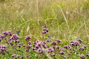 Colorful butterflies resting on blooming purple oregano in a wild setting.