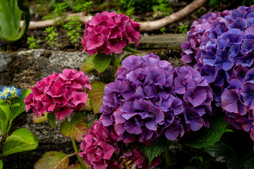 Close-up of blooming purple hydrangea with water drops on petals