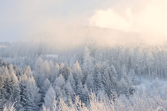 misty winter morning in the forest