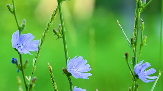 video of chicory flowers in a meadow