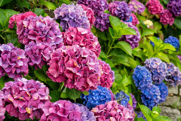 Close-up of blooming purple hydrangea with water drops on petals